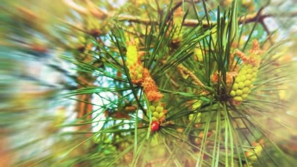 Dennenboom Met Kegels Een Natuurlijke Achtergrond — Stockvideo