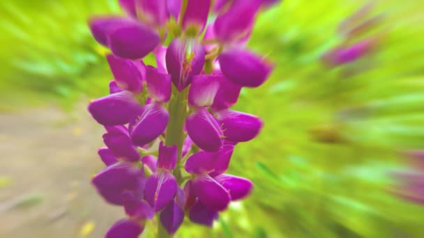 Çiçek Açan Makro Lupin Çiçeği Mor Bahar Yaz Çiçekleri — Stok video
