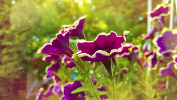 Closeup Βιολέτα Λουλούδια Πετούνια Στον Κήπο — Αρχείο Βίντεο