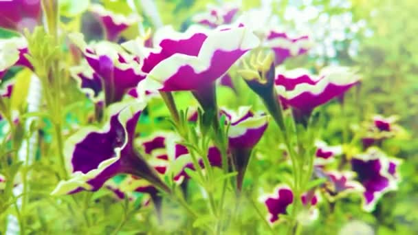 Primer Plano Violeta Petunia Flores Jardín — Vídeos de Stock