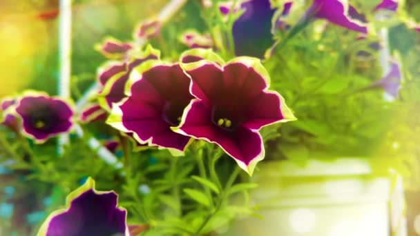 Kapalı Menekşe Petunya Çiçekleri Bahçede — Stok video