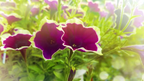 Крупним Планом Фіолетові Квіти Петунії Саду — стокове відео