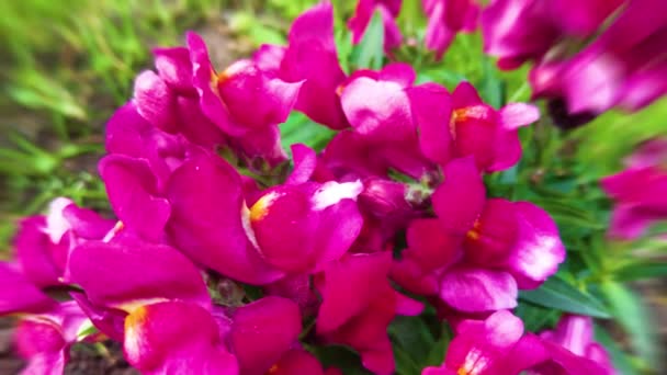 Κοντά Ροζ Λουλούδια Στον Κήπο — Αρχείο Βίντεο