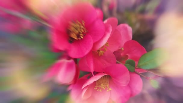 Detailní Růžové Květy Zahradě — Stock video
