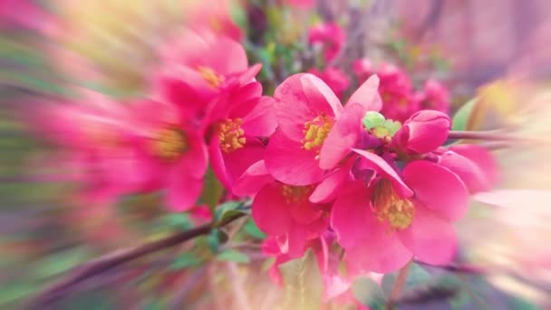 Közelkép Rózsaszín Virágok Kertben — Stock videók