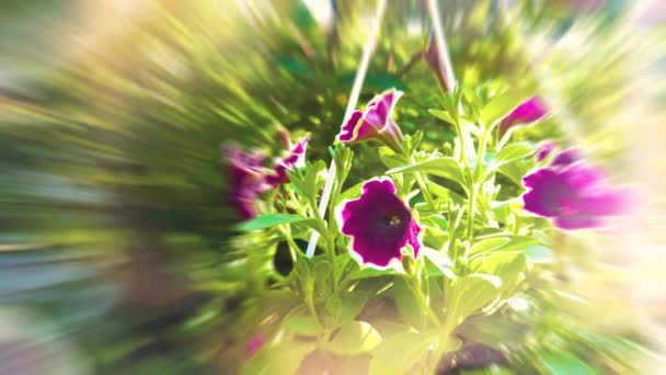 Fechar Flores Violeta Petúnia Jardim — Vídeo de Stock