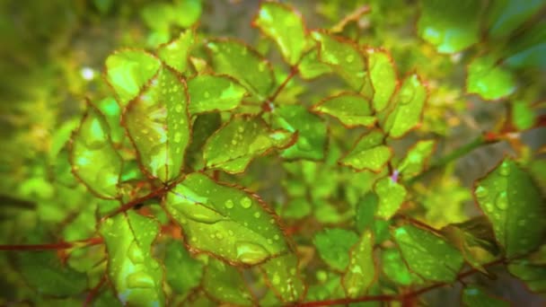Kapalı Yeşil Yapraklar Yağmur Damlaları — Stok video