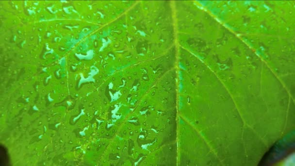 Nahaufnahme Grüne Blätter Mit Regentropfen — Stockvideo