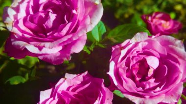 Bahçede yakın plan pembe gül