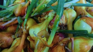 Taze kazılmış soğan soğanı. Köyün bahçesinden soğan topladıktan sonra. Köy bahçıvanlığı. Biyolojik ürünler sağlıklı yaşam tarzı.