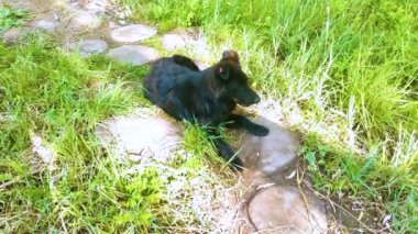 Bahçedeki mutlu siyah köpek