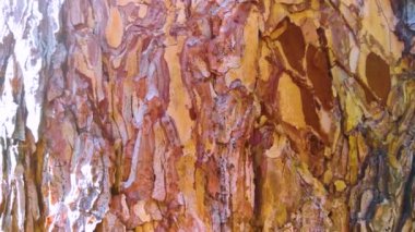 Ağaç kabuğunun altındaki kabuk böceğinin izini kapat. Ağaç kabuk böceği tarafından yenildi.