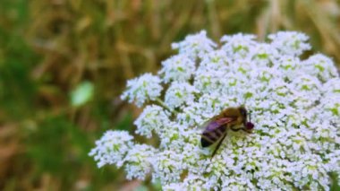 Yaz günü çiçeğin üzerindeki arıyı kapat.