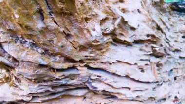 Ağaç kabuğunun altındaki kabuk böceğinin izini kapat. Ağaç kabuk böceği tarafından yenildi.