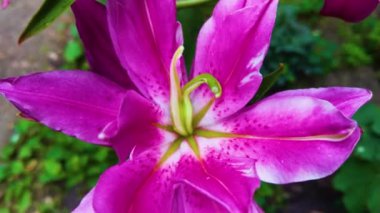 Bahçede pembe zambak, Lily joop çiçekleri, Lilium oriental joop.