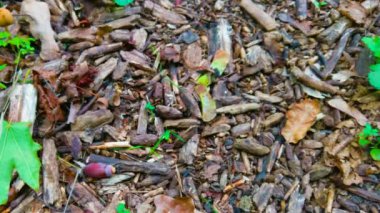 Symbol of fall. Close up ripe acorns and oak leaves on ground. Autumn forest concept.