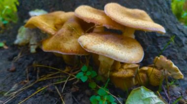 Ormandaki ballı mantarları yakından çek.