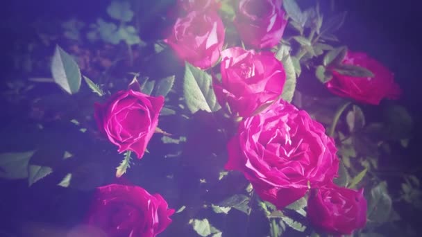 Detailní Růžová Růže Zahradě — Stock video
