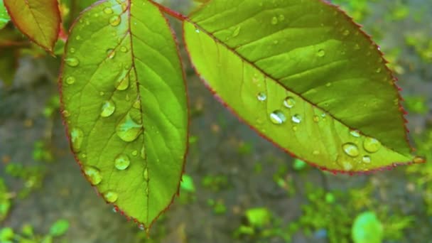 Κοντά Πράσινα Φύλλα Σταγόνες Βροχής — Αρχείο Βίντεο