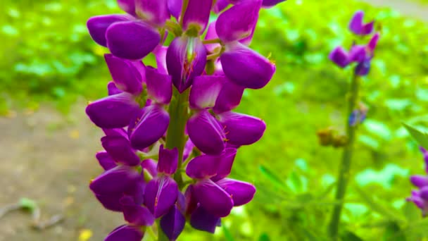 Flor Tremoço Macro Florescente Primavera Violeta Flor Verão — Vídeo de Stock