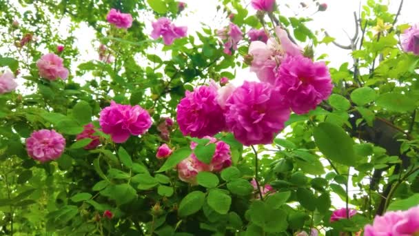 Lovely Romantic Blooms Tea Rose Garden — Stock videók