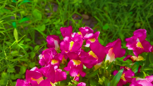 Крупним Планом Рожеві Квіти Саду — стокове відео