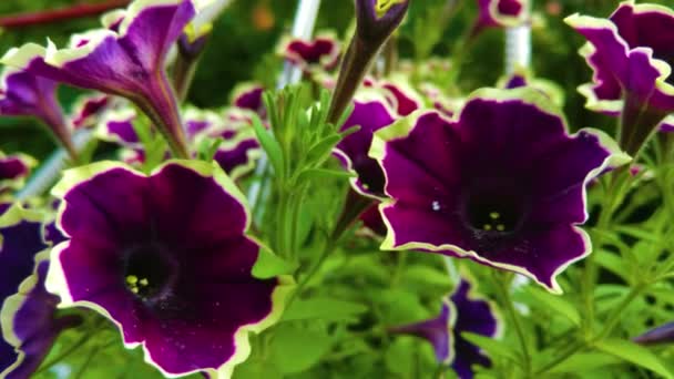 Primer Plano Violeta Petunia Flores Jardín — Vídeo de stock