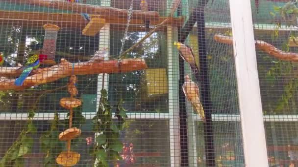 动物园里 不同颜色的小鹦鹉躲在牢笼后面 — 图库视频影像