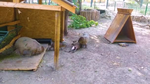 Escena Divertida Familia Capybara Zoológico — Vídeos de Stock