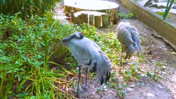 Żuraw Siwy Balearica Regulorum Zoo — Wideo stockowe