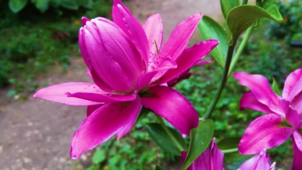 Bahçede Pembe Zambak Lily Joop Çiçekleri Lilium Oriental Joop — Stok video
