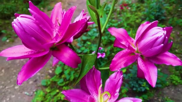 Bahçede Pembe Zambak Lily Joop Çiçekleri Lilium Oriental Joop — Stok video