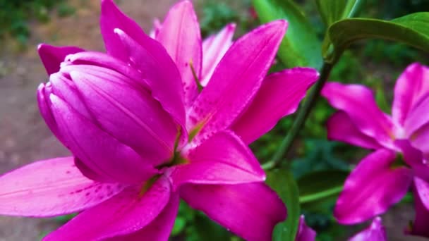Lirio Rosa Jardín Lily Joop Flowers Lilium Oriental Joop — Vídeo de stock