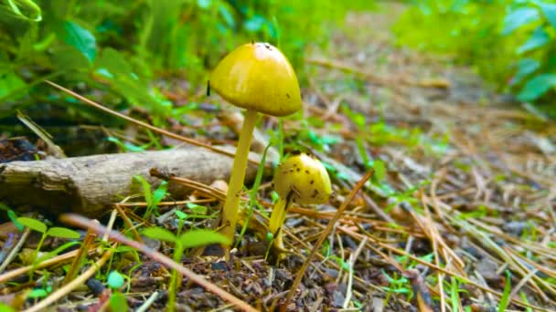 森林里的小蘑菇 — 图库视频影像