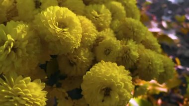 Bahçede sarı kasımpatı çiçekleri