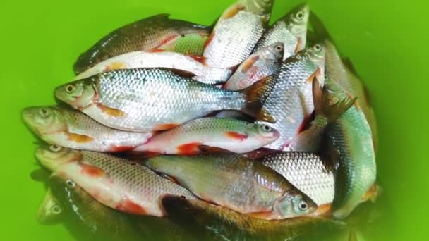 Πολλά Μικρά Ψάρια Του Ποταμού Chub Κατσαρίδα Rudd Στο Κάτω — Αρχείο Βίντεο