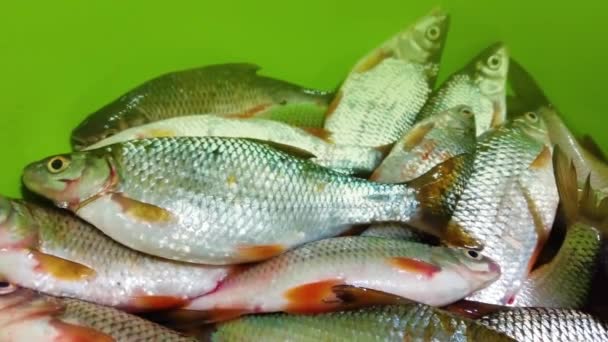 Eine Menge Kleiner Flussfische Döbel Rotauge Roh Grund Des Einbaufahrzeugs — Stockvideo