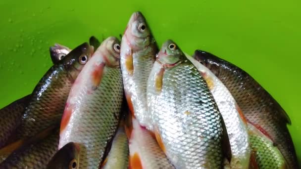 Spousta Malých Říčních Ryb Chub Šváb Kormidlo Dně Člunu Chytit — Stock video
