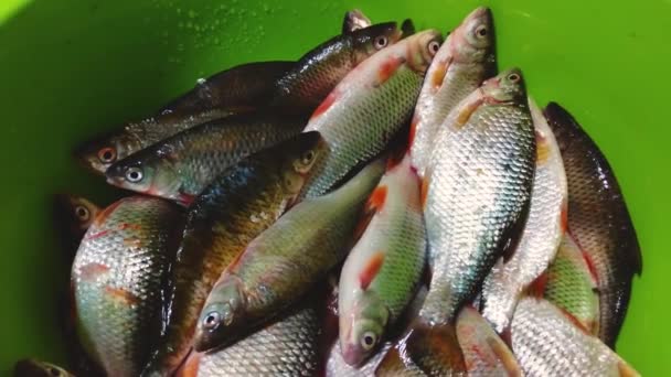 Πολλά Μικρά Ψάρια Του Ποταμού Chub Κατσαρίδα Rudd Στο Κάτω — Αρχείο Βίντεο