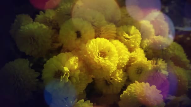 Żółte Chryzantemy Kwiaty Ogrodzie — Wideo stockowe