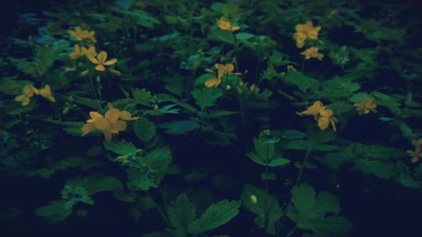 花园中的药用植物芹菜 — 图库视频影像