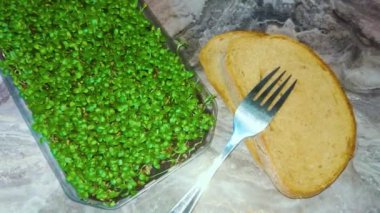 Beslenme için tohumların filizlenmesi. Seedlings Mikro Yeşiller. Plastik bir kabın içinde taze organik mikroyeşiller. 