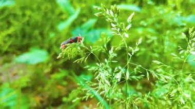 Bahçedeki yeşil çimenler