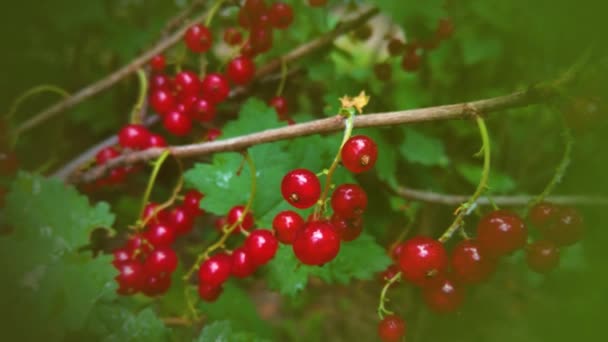 Yeşil Arka Plandaki Bir Bahçede Olgun Kırmızı Frenk Üzümü Dalı — Stok video