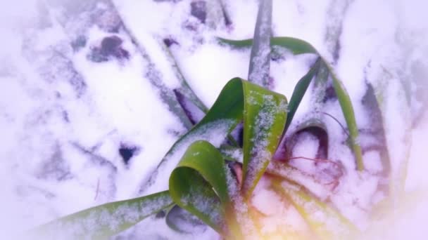在雪下的绿草 — 图库视频影像