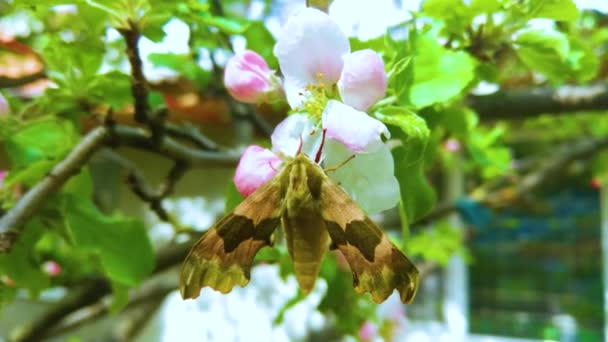 Oleander Hawk Σκώρος Gardenia Hawk Σκώρος Στο Λουλούδι — Αρχείο Βίντεο