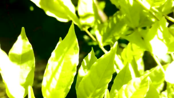 Closeup Πράσινο Γρασίδι Στον Κήπο — Αρχείο Βίντεο