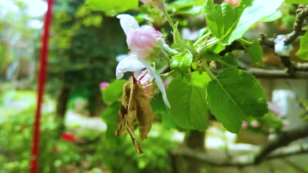 Oleander Hawk Moth Gardenia Hawk Mox — 비디오