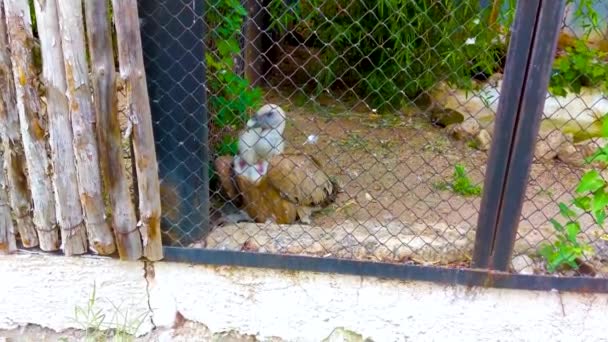 Grifon Maiestuos Grădina Zoologică — Videoclip de stoc