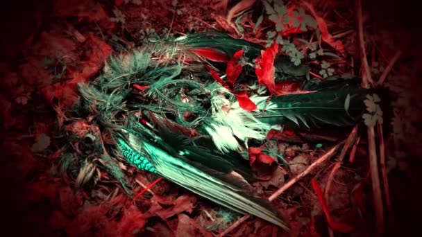 Yerde Ölü Bir Saksağan — Stok video